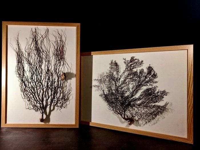 twee exemplaren van gorgoniën ingelijst Taxidermie volledige, Verzamelen, Dierenverzamelingen