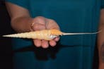 Escargot de mer Coquillage marin - S-218 TIBIA FUSUS (Sans, Collections