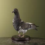 Duif Taxidermie Opgezette Dieren By Max, Ophalen of Verzenden, Nieuw, Vogel, Opgezet dier