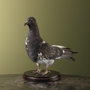 Duif Taxidermie Opgezette Dieren By Max, Ophalen of Verzenden, Opgezet dier