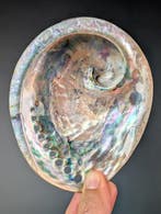 Roze abaloneschelp Zeeschelp - Haliotis Corrugata (Zonder, Verzamelen, Nieuw