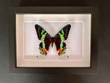 Vlinder Taxidermie volledige montage - Urania Ripheus - 15