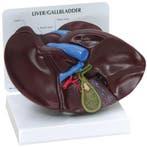 Anatomisch model lever ST-ATM 88, Verzenden, Nieuw