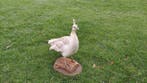 Pauw Taxidermie volledige montage - Pavo cristatus - 60 cm -, Nieuw