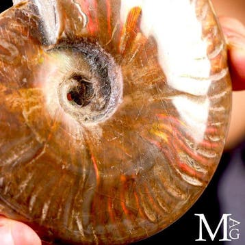 Roodvuur iriserende Cleoniceras-ammoniet uit de Krijtperiode