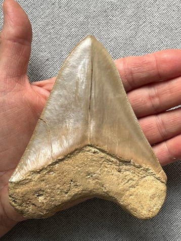 Megalodon-tand 12,1 cm - Fossiele tand - Carcharocles