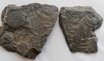 Varen - Gefossiliseerde plant - Callipteridium pteridium -