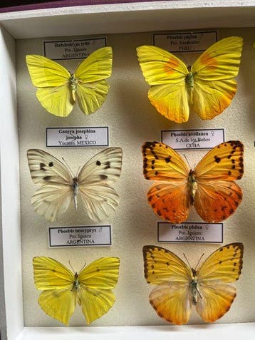 Vlinder Taxidermie volledige montage - Pieridae - 30 cm - 25