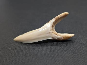 Makreelhaai Tand - Isurus oxyrinchus - 48 mm - 20 mm - 10 mm