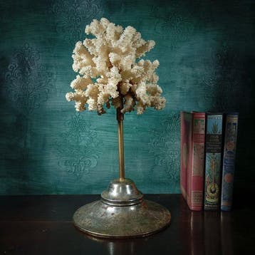 Koraal Koraal - Acropora Florida