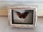 Papillon Support mural pour taxidermie - Charaxes