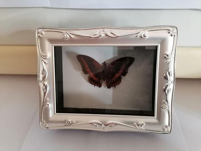 Papillon Support mural pour taxidermie - Charaxes, Antiek en Kunst, Curiosa en Brocante
