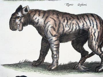 Matthäus Merian (1593-1650) - Tiger, Panther, Leopard, Lynx