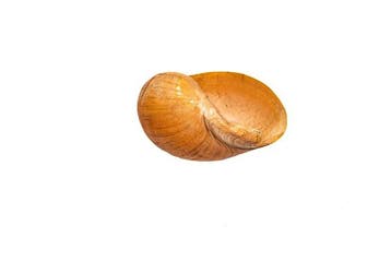 Exquisiet verzamelobject: Indische Walzenschnecke Melo melo, Nieuw