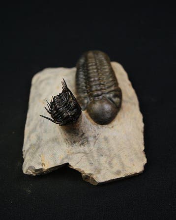 Doornige trilobiet - Gefossiliseerd dier - Leonaspis en