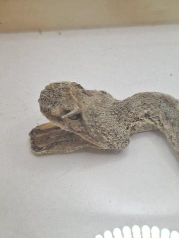 Adder Taxidermie volledige montage - Androctonus amoreuxi -, Verzamelen, Nieuw