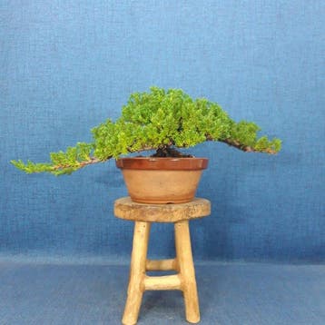 Jeneverbes bonsai (Juniperus) - Hoogte (boom): 11 cm -