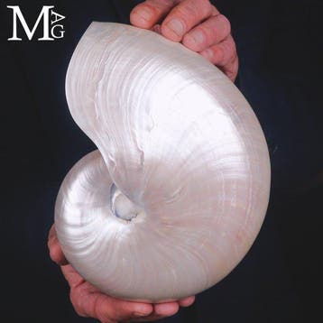 Nautilus Pompilius Extra - Gepolijste Parelmoeren Schelp -, Verzamelen, Nieuw