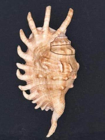 Escargot de mer Coquillage marin - S-527 LAMBIS MILLEPEDA