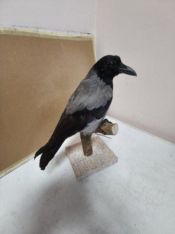 Corneille d’Amérique Support de corps entier pour taxidermie, Collections