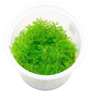 Myriophyllum mattogrossense In Vitro, Verzenden, Nieuw