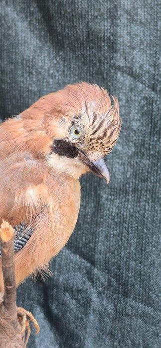 Blauwe gaai van de eiken Taxidermie wandmontage - Garrulax, Nieuw