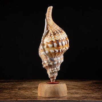 Grande trompette de Triton - État de conservation parfait -, Antiek en Kunst