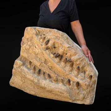 Spectaculaire Mâchoire de Mosasaure Prognathodon Curry –