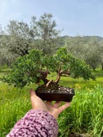 Jeneverbes bonsai (Juniperus) - Hoogte (boom): 18 cm -