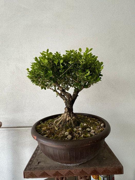 Palmboompje bonsai (Buxus sempervirens) - Hoogte (boom): 35, Antiquités & Art, Curiosités & Brocante