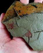 Primitieve stekelhuidige - Stylophora!!! - Gefossiliseerd, Verzamelen