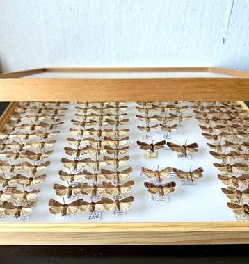 UNIEK MEGA LOT 142x Noctuidae - 50 jaar veldwerk D.A., Nieuw