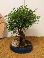 Japanese iep bonsai (Zelkova) - Hoogte (boom): 27 cm -