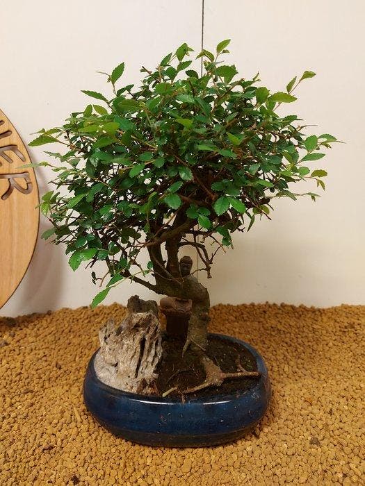 Japanese iep bonsai (Zelkova) - Hoogte (boom): 27 cm -, Antiek en Kunst, Curiosa en Brocante