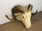 ijslander ram Taxidermie hoofdmontage - ovella islandesa -, Verzamelen, Dierenverzamelingen, Nieuw