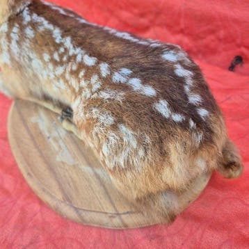 Faon de Cerf - Taxidermie wandmontage - Cervus elaphus -, Nieuw