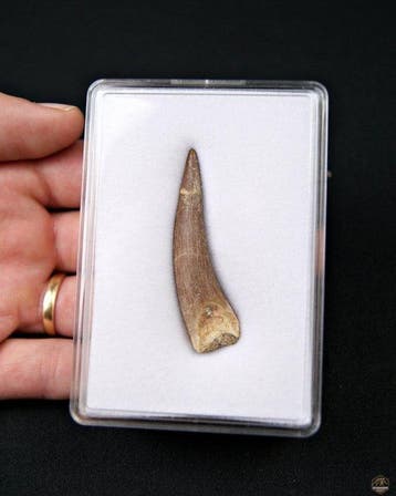 Reptile marin - Dent fossile - Plesiosaurus sp. (Sans prix
