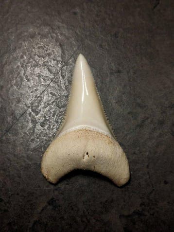Witte haai Taxidermie volledige montage - Carcharodon, Nieuw