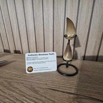 Mosasaurus Tand - HUGE 6.5 & 4 CM Mosasaurus Tooth - 6.6 cm