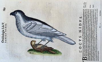 Larus albus - 1603, Antiek en Kunst, Antiek | Boeken en Manuscripten