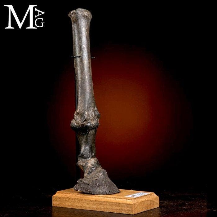 Relique de cheval de l’ère glaciale – Pied d’Equus caballus, Collections, Minéraux & Fossiles