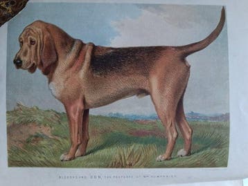 Vero Shaw/G. Stables - The Illustrated Book of the Dog. With