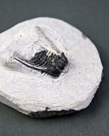 Trilobiet - Gefossiliseerd dier - Leonaspis