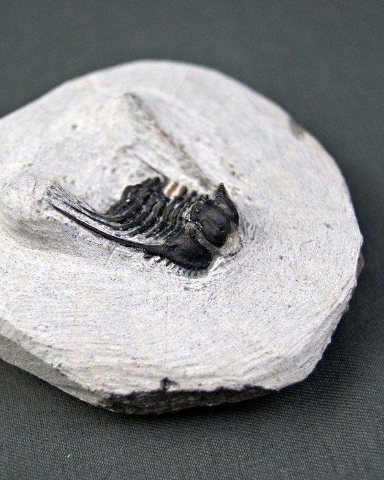 Trilobiet - Gefossiliseerd dier - Leonaspis, Collections, Minéraux & Fossiles