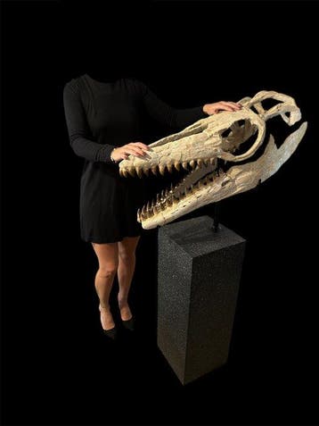 Mosasaurus - Fossiele schedel - Thalassotitan Atrox - 145 cm