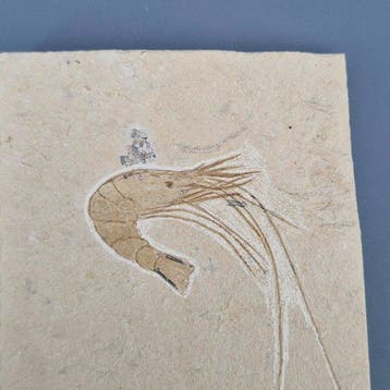 crevette fossile - Animal fossilisé - Carpopenaeus