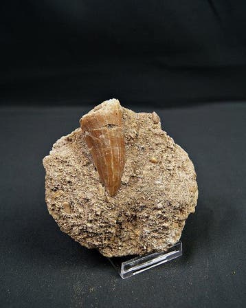 mosasoor Hainosaurus boubker - Gefossiliseerde slagtand -
