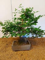 Bonsaï Troène (Ligustrum) - Hauteur (arbre) : 35 cm -