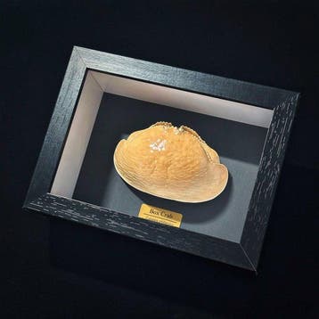 Crabe Support mural pour taxidermie - Calappa philargius - 3