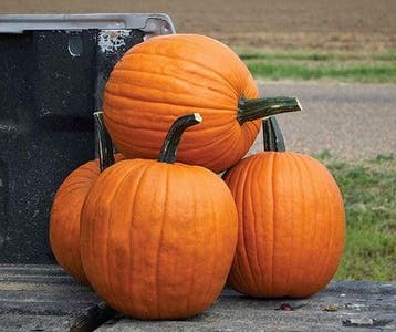 Hal. Scream II F1 PMT halloweenpompoen zaden, Hobby en Vrije tijd, Nieuw